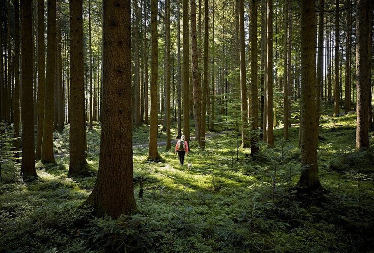 Hier sehen sie in der Ferne eine Frau durch einen Wald spazieren. 