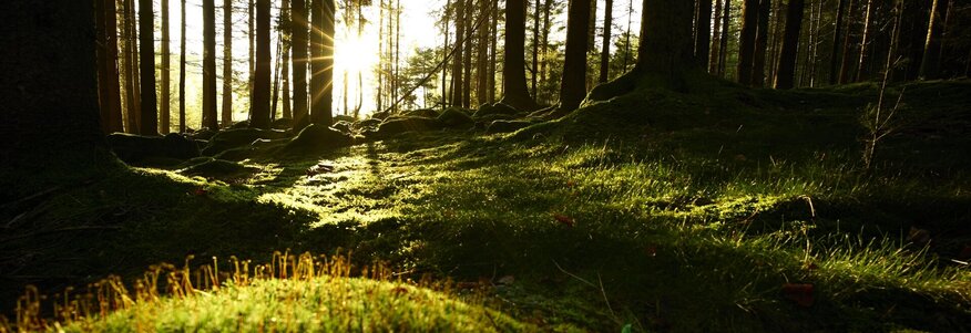 Zusehen ist ein Wald. Die Sonnen strahlt durch die Baumstämme auf das Moos.