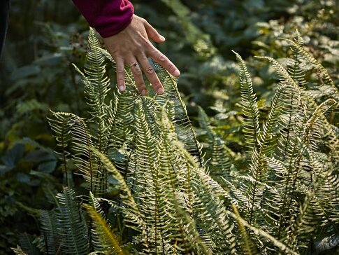 Hier sehen Sie eine Frauenhand die im Wald die Gräßer und Blätter durch ihre Hände gleiten lässt. 