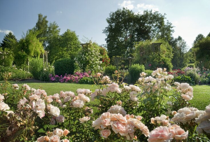 Hier sehen Sie den Kurpark von Bad Wörishofen. Die Rosen im gesamten Park blühen. 