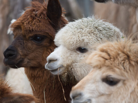 Hier sehen Sie drei junge Lamas und Alpakas, in weiß, baun und beige. 