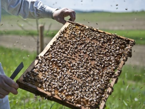 Hier sehen Sie eine Person, welche an einem Bienenstock steht und diesen überprüft. 