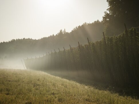 Hier sehen Sie eine Hopfenlandschaft im Nebel 