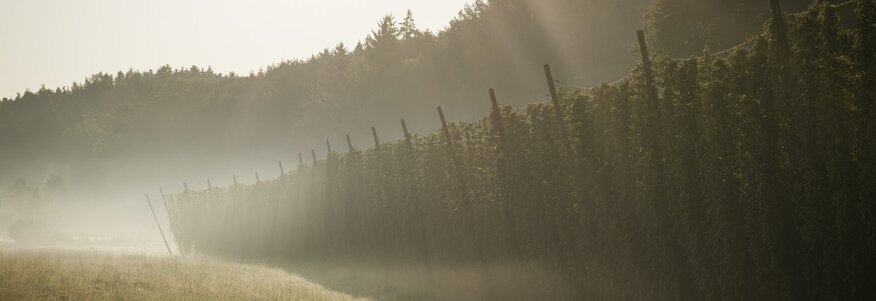 Hier sehen Sie eine Hopfenlandschaft im Nebel 