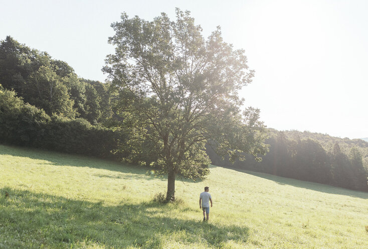 Mann geht auf einer sonnenbelichteten Wiese zu einem großen Laubbaum.