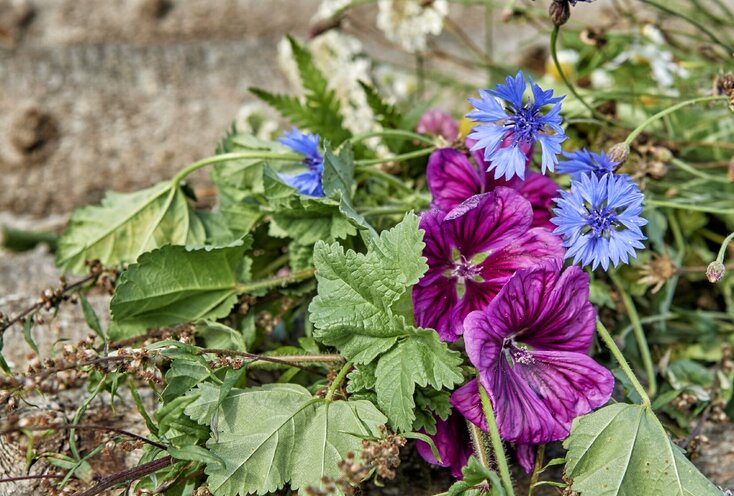 Hier sehen Sie einen kleinen Strauß mit verschiedenen Kräutern und Wildblumen.