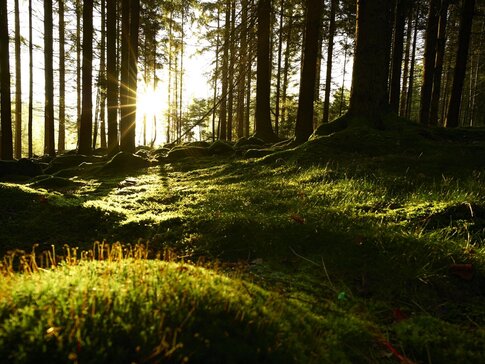 Zusehen ist ein Wald. Die Sonnen strahlt durch die Baumstämme auf das Moos.