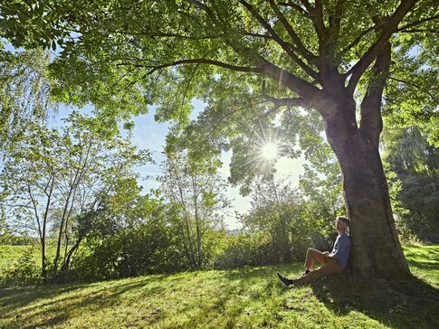 Hier sehen Sie einen Mann in blauem Oberteil unter einem großen Baum sitzen.