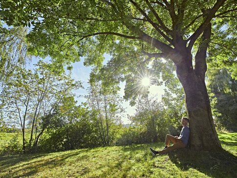 Hier sehen Sie einen Mann in blauem Oberteil unter einem großen Baum sitzen.