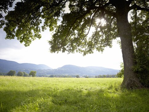 Hier sehen Sie eine grüne Landschaft. Es ist viel Wiese und ein großer Baum zu sehen. Im Hintergrund kann man Berge erkennen. 