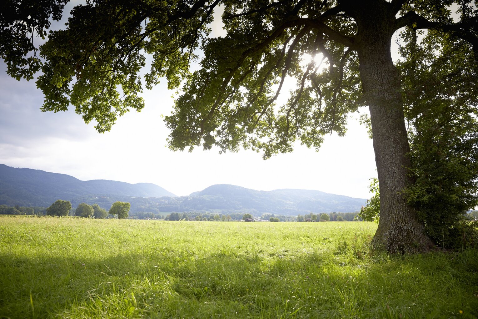 Hier sehen Sie eine grüne Landschaft. Es ist viel Wiese und ein großer Baum zu sehen. Im Hintergrund kann man Berge erkennen. 