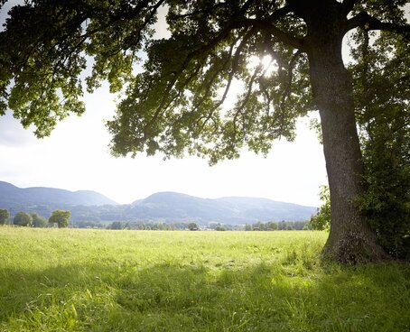 Hier sehen Sie eine grüne Landschaft. Es ist viel Wiese und ein großer Baum zu sehen. Im Hintergrund kann man Berge erkennen. 